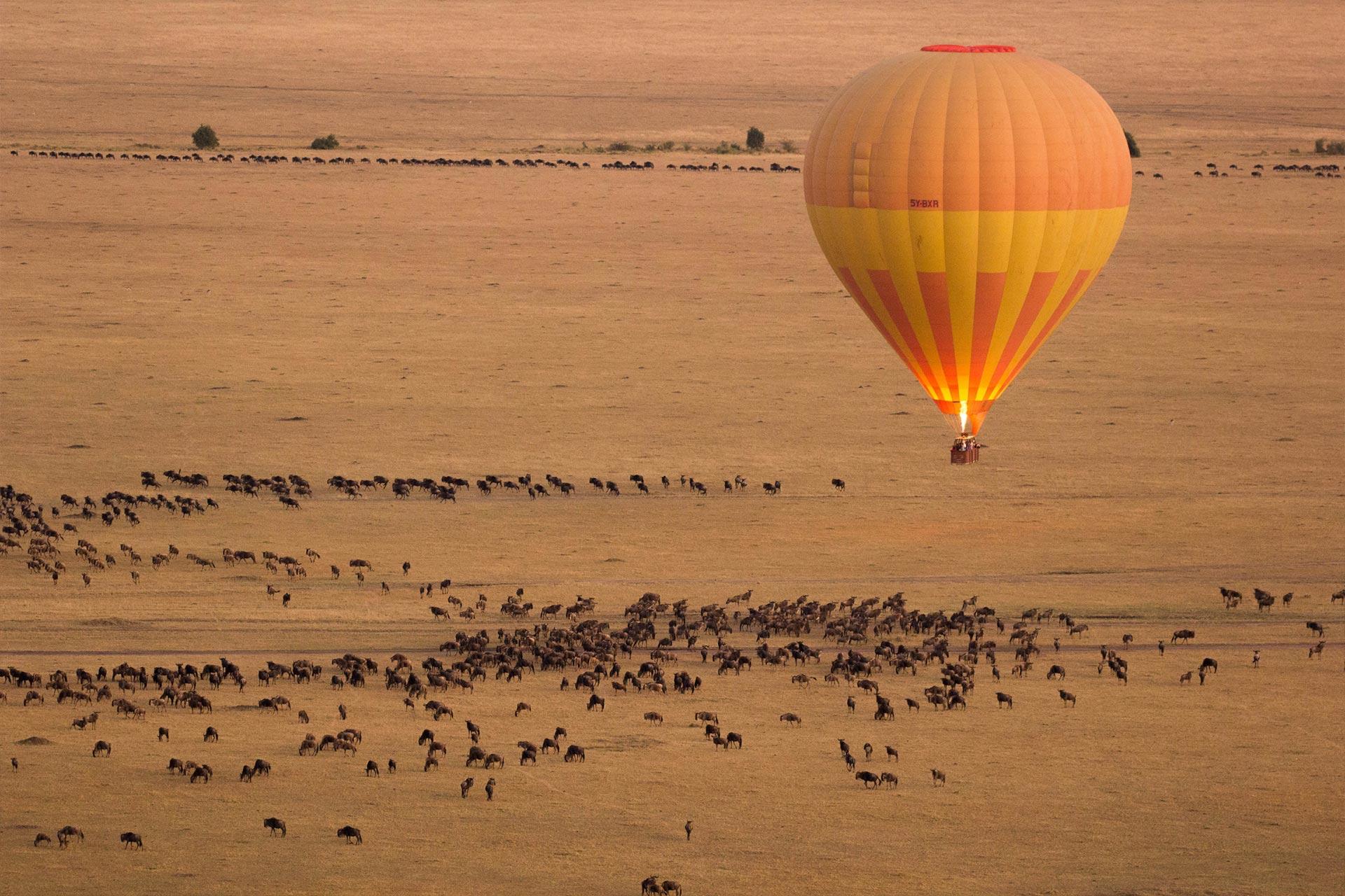 Bird\'s eye view of wildebeest on the plaines of the Serengeti