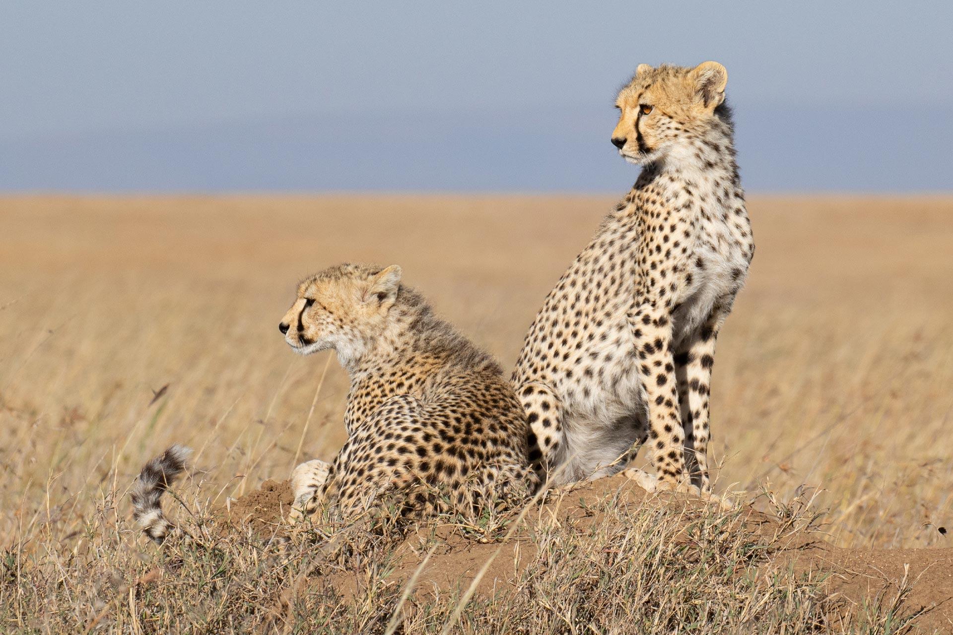 The cheetah (Acinonyx jubatus) is a large cat native to Africa. It is the fastest land animal, estimated to be capable of running at 80 to 128 km/h (50 to 80 mph) with the fastest reliably recorded speeds being 93 and 98 km/h (58 and 61 mph), and as such has several adaptations for speed, including a light build, long thin legs and a long tail