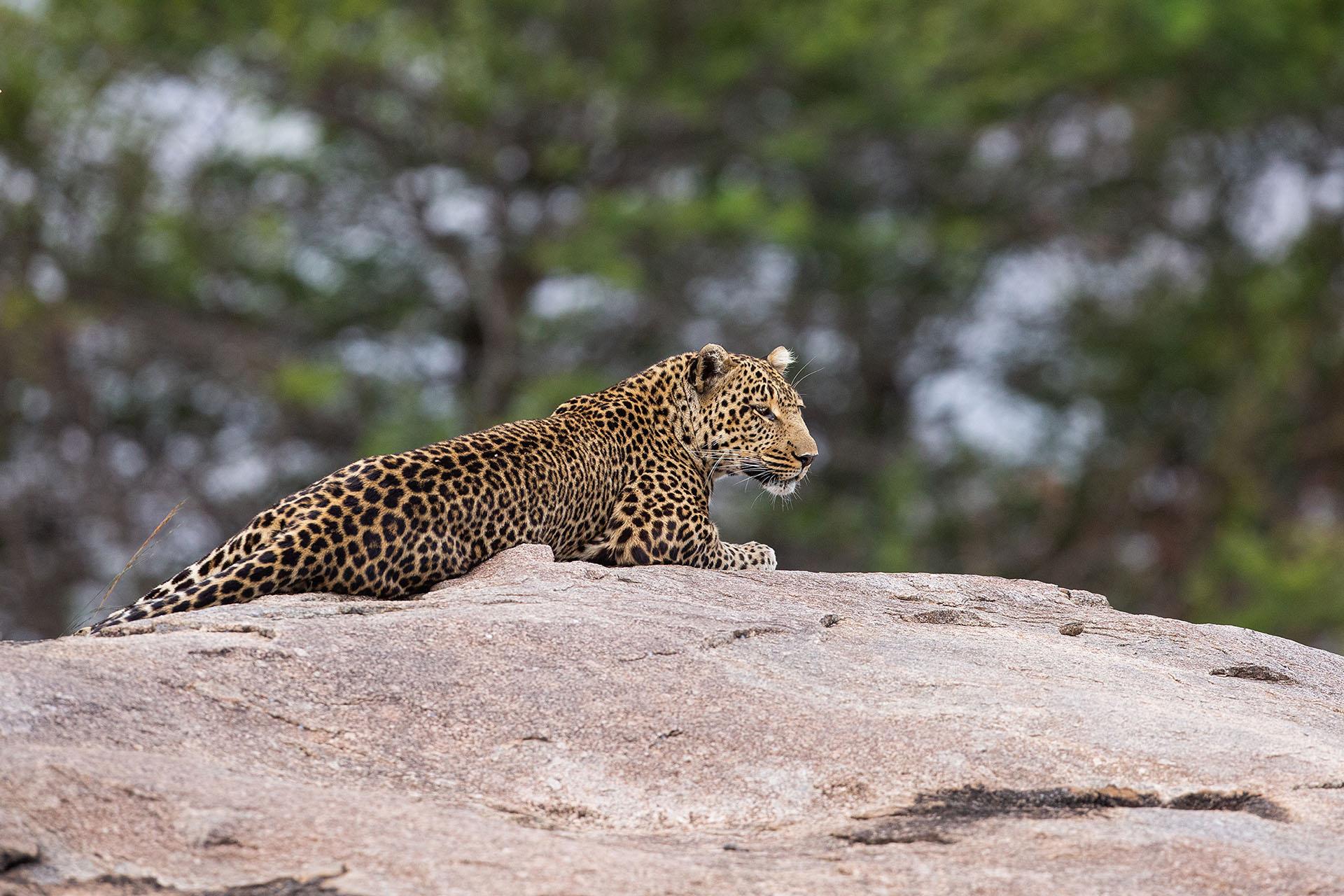Leopard on a koppie in the central Serengeti It is listed as Vulnerable on the IUCN Red List because leopard populations are threatened by habitat loss and fragmentation, and are declining in large parts of the global range