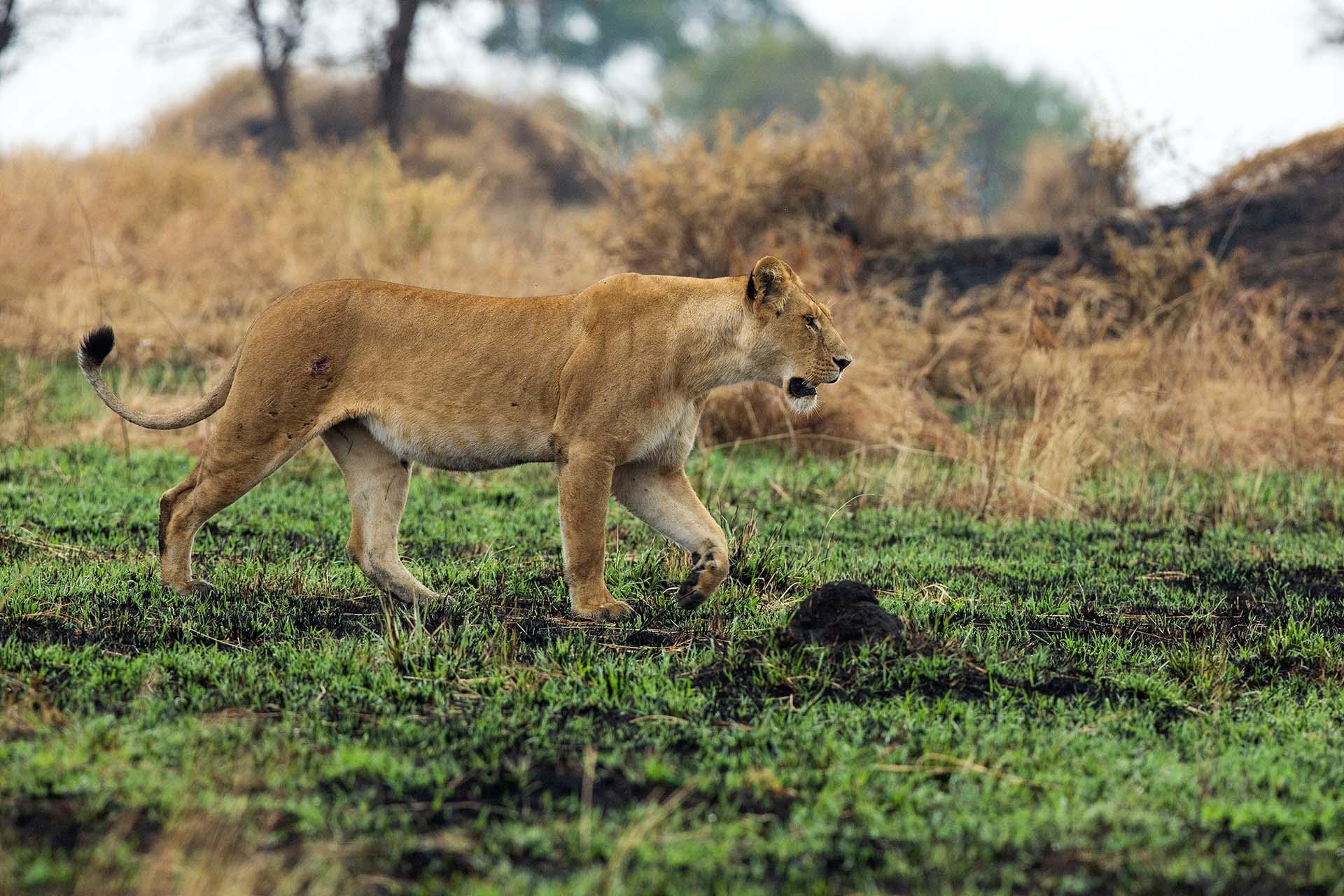 Lioness on the move Lioness on the move