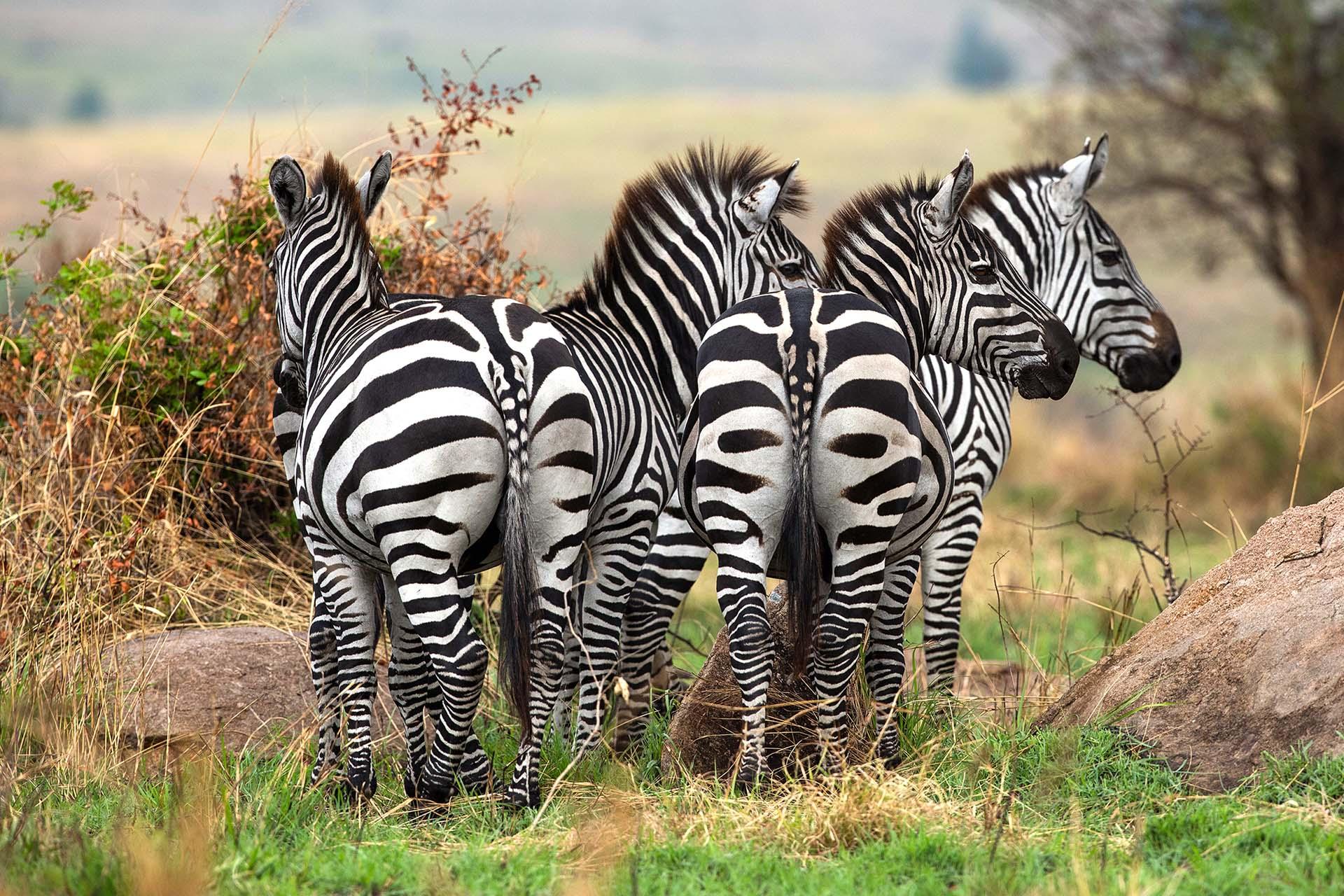 Zebra migrate together with the wildebeest