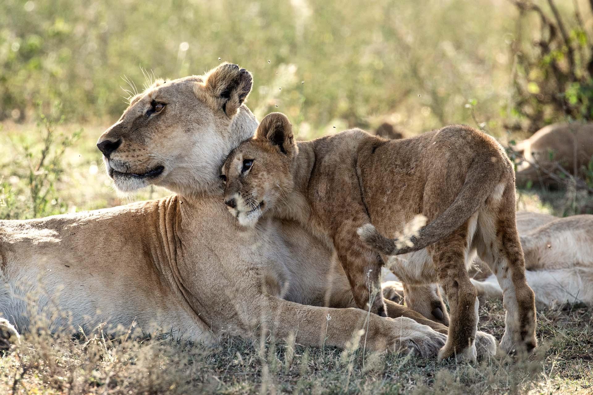 the Serengeti is thought to hold the largest lion population in Africa due in part to the abundance of prey species. More than 3,000 lions live in this ecosystem