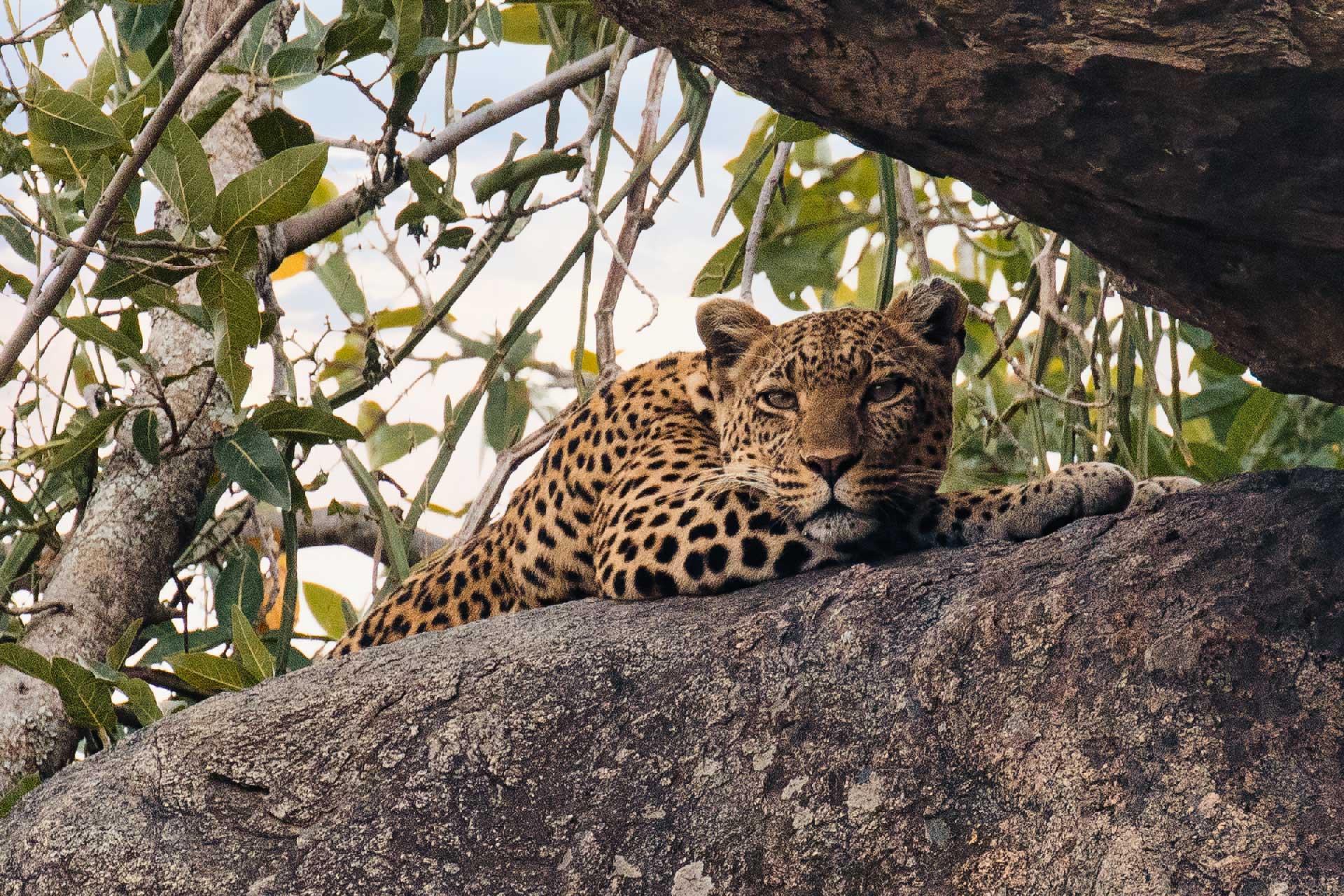 Leopard (Panthera pardus) It is listed as Vulnerable on the IUCN Red List because leopard populations are threatened by habitat loss and fragmentation, and are declining in large parts of the global range