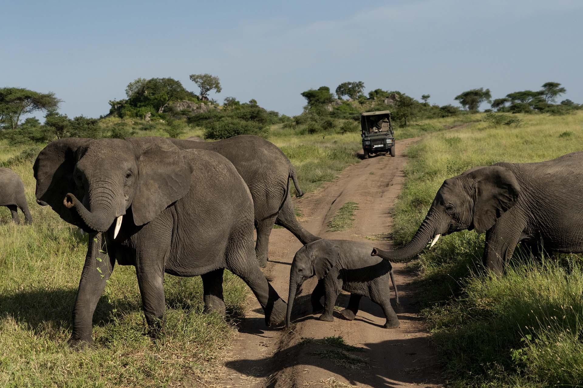 The rains have brought the thousands of migrating wildebeest, or ‘nyumbu’ in Swahili, down to Ndutu. 