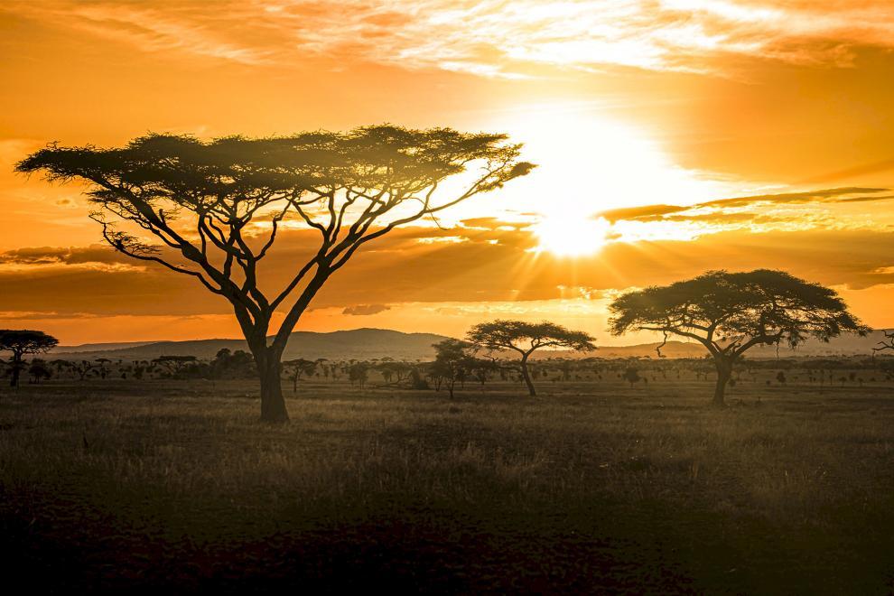 Siringit Serengeti Camp • Serengeti luxury safari camp